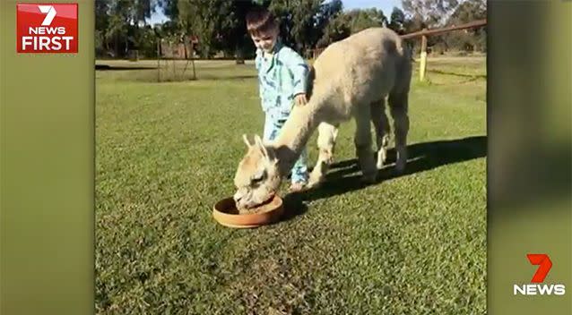 Lily the pet alpaca was mauled to death by two rottweilers. Picture: 7 News