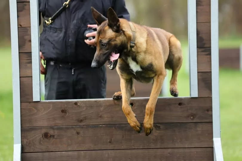 Police Dog Russo in training