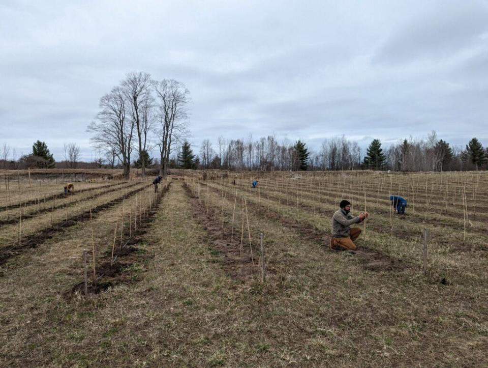 Volunteers working in the vineyard this spring.