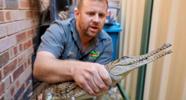 Billy Collett from Australia Reptile Park holding crocodile found in NSW backyard. 