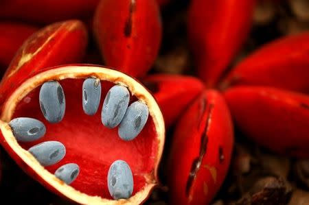 A sterculia mexicana is displayed at the RHS Chelsea Flower Show in London, Britain, May 23, 2017. REUTERS/Neil Hall/Files