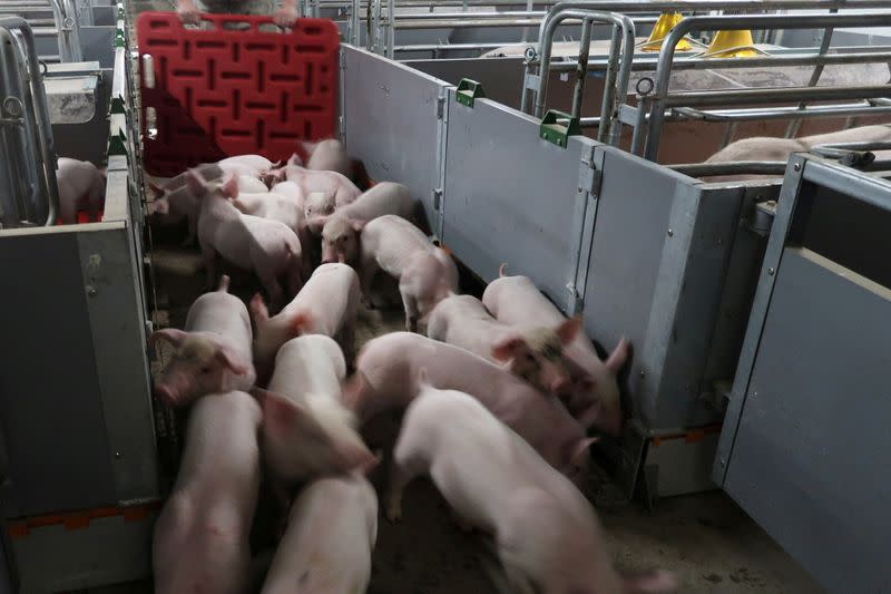 FILE PHOTO: Workers move young pigs at a farm in Guangxi