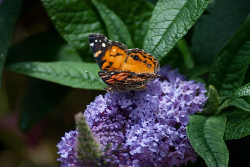 This American Lady butterfly visits a Pugster Amethyst butterfly bush creating a natural complementary color scheme with her bright orange color.