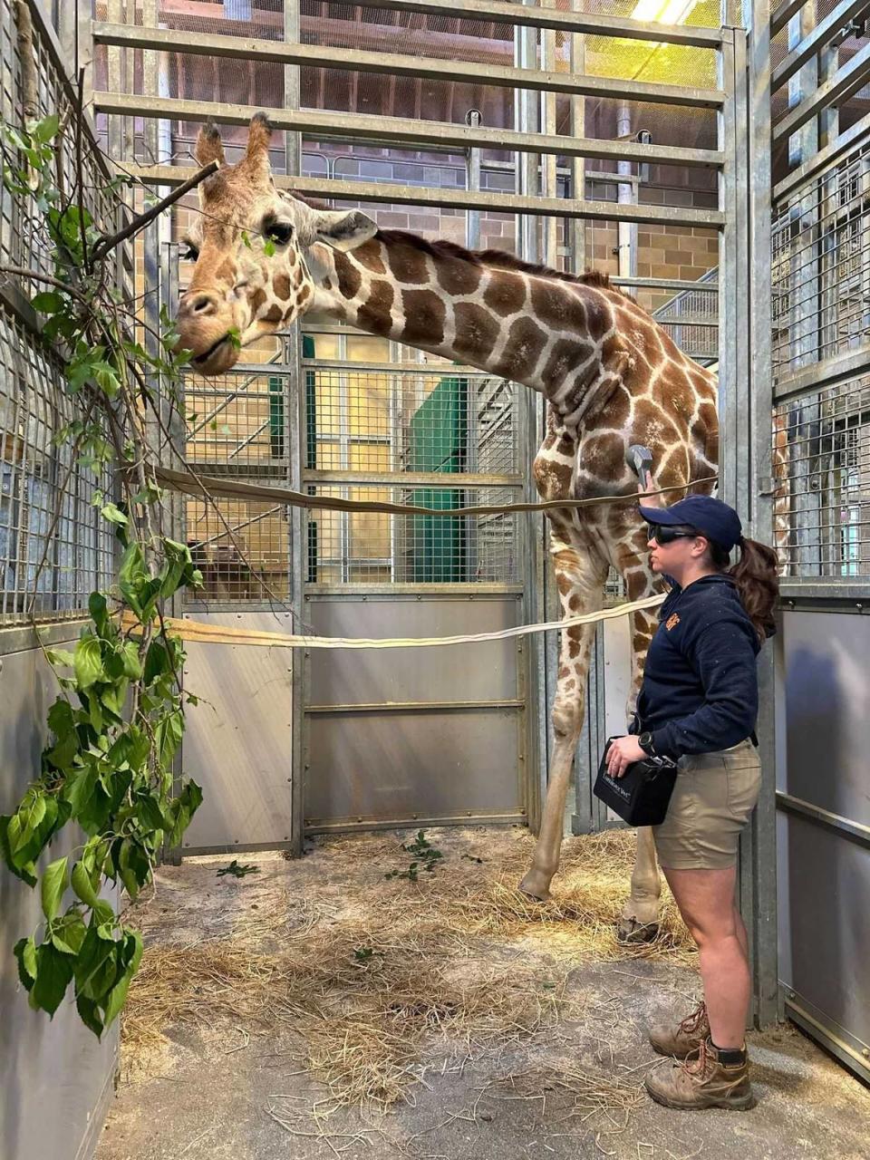 Skye the reticulated giraffe is seen inside the barn at the Sacramento Zoo’s giraffe habitat in June 2024. Sacramento Zoo officials announced Saturday that Skye, who had been at the zoo for a quarter-century, died at the age of 26.