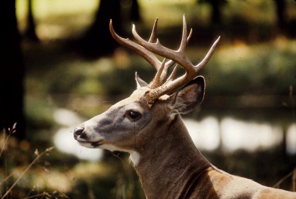 There are an estimated 140,000 deer in Vermont. The biggest ones are in the more remote parts of the state, where winters are tougher and hunters are fewer.