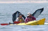 <p>Two oblivious tourists in a kayak miss the spectacular whales submerging behind them in Monterey Bay, Calif. (Photo: Jodi Frediani/Caters News) </p>