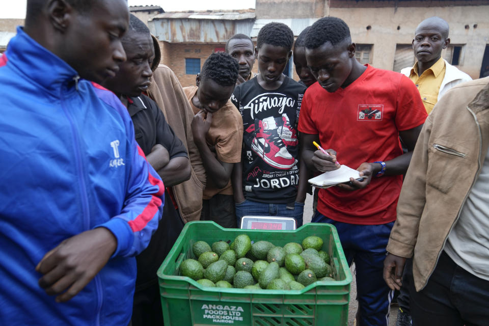 Farmers and workers measure the weight on a scale of a crate full of avocados in Kayanza province, Burundi, Sept. 18, 2024. (AP Photo/Brian Inganga)