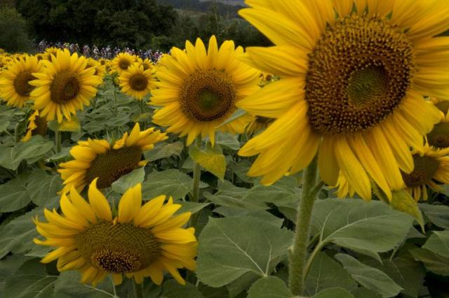 El 'Tour' de los girasoles