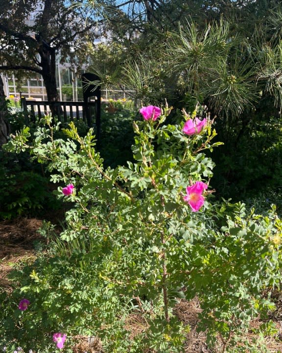 The Denver Botanic Gardens shared this photo of their Amache Rose bush, which is blooming for the first time since a cutting was brought to the gardens in Fall 2021.