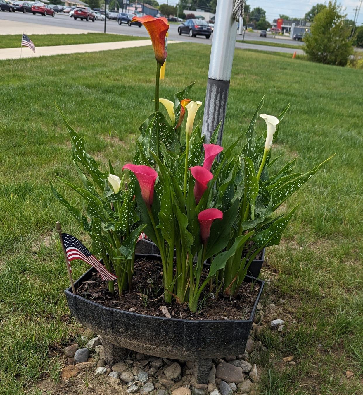 Calla lilies do well in pots outdoors. Pots also allow you to move the plant to a more shaded area if it gets over-stressed by the sun.