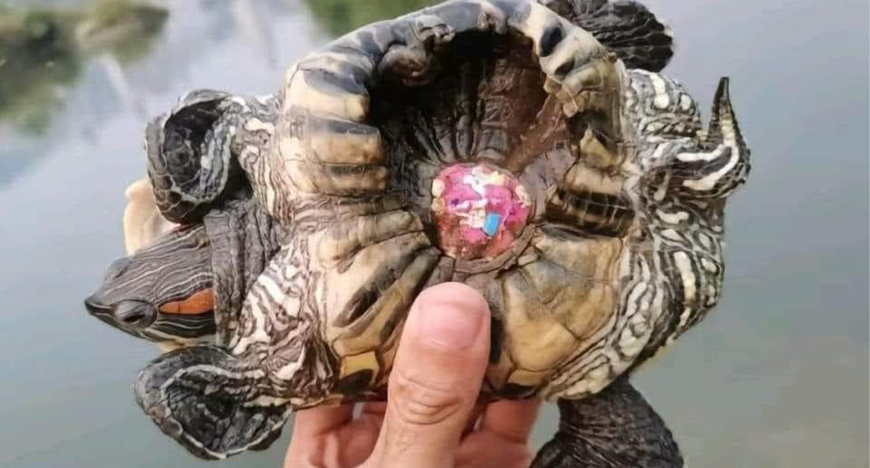 Hand holding turtle with deformed shell due to coloured paint. 