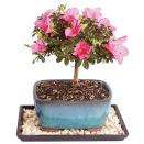 <p><strong>Brussel's Bonsai</strong></p><p>amazon.com</p><p><strong>$27.82</strong></p><p><a href="https://www.amazon.com/dp/B078SL7DLG?tag=syn-yahoo-20&ascsubtag=%5Bartid%7C10055.g.4302%5Bsrc%7Cyahoo-us" rel="nofollow noopener" target="_blank" data-ylk="slk:Shop Now;elm:context_link;itc:0" class="link ">Shop Now</a></p><p>Sure, flowers are nice on Mother's Day, but this beautiful little tree will last way long. Thanks to the bright blooms, though, it will be just as lovely as a big bouquet. </p>
