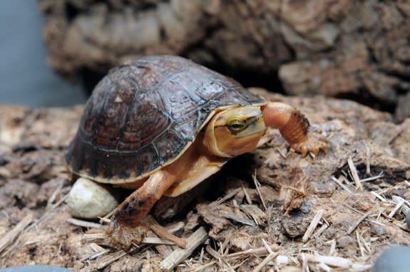 The natural range of the McCord's box turtle is mostly undiscovered. The species is predominantly known from its availability in Chinese markets.