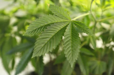 A thriving marijuana plant is seen at a grow operation in Denver, Colorado December 31, 2013. REUTERS/Rick Wilking/File Photo