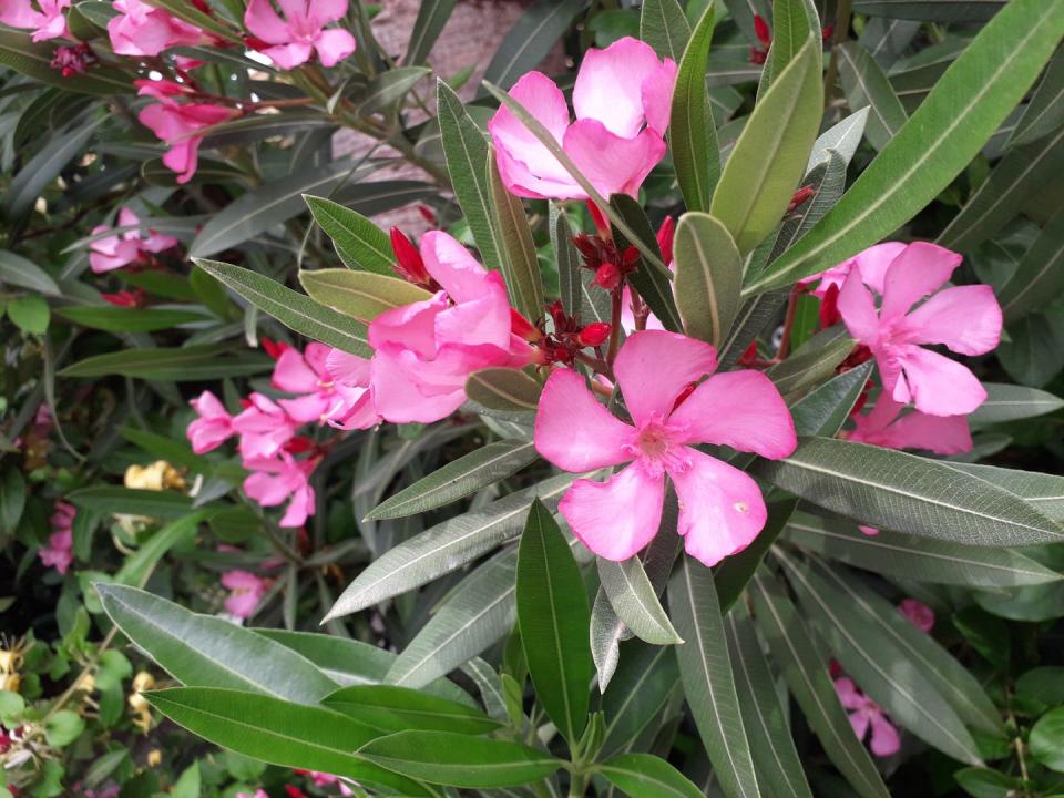 nerium nerium oleander flowers in bloom in pink color