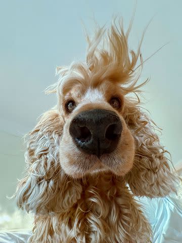 <p>Lock Lui/comedy pets</p> A finalist for the 2024 Comedy Pet Photography Awards