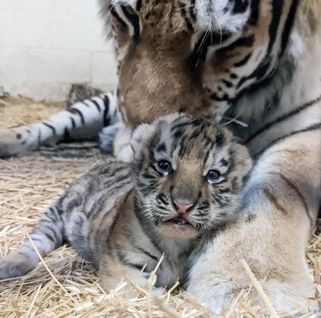 3 newborn white Bengal tiger cubs - People's Daily, China