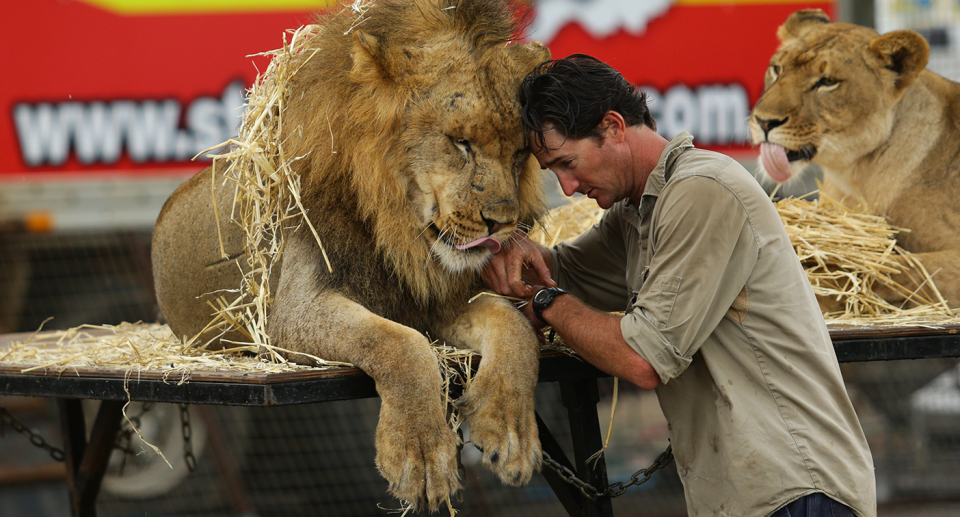 Stardust lion trainer Matthew Ezekial with a lion. Source: Stardust Circus