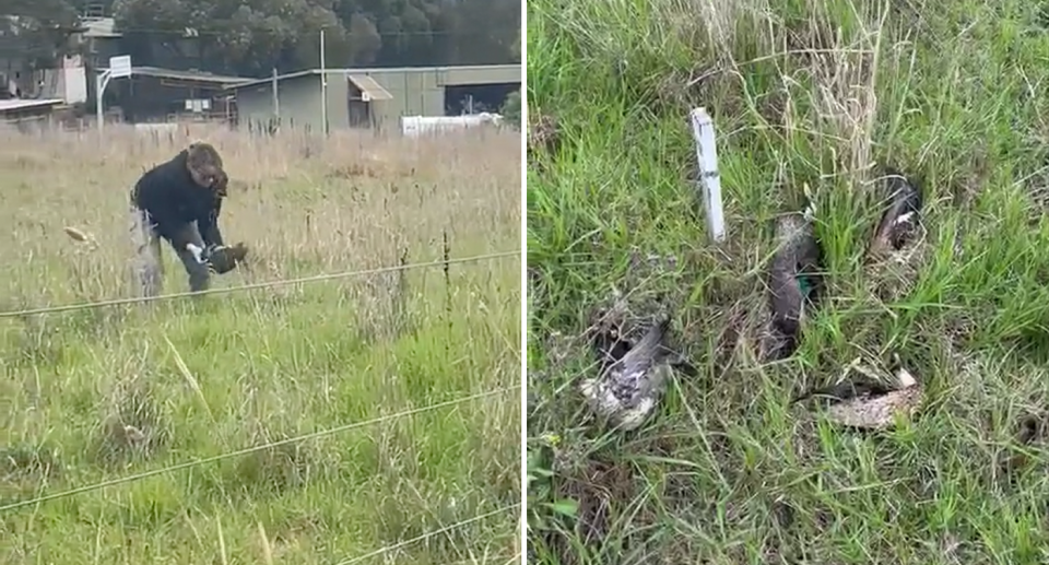 A Wildlife Victoria volunteer collects the bodies of dead ducks after they were dumped in a paddock. Source: Supplied