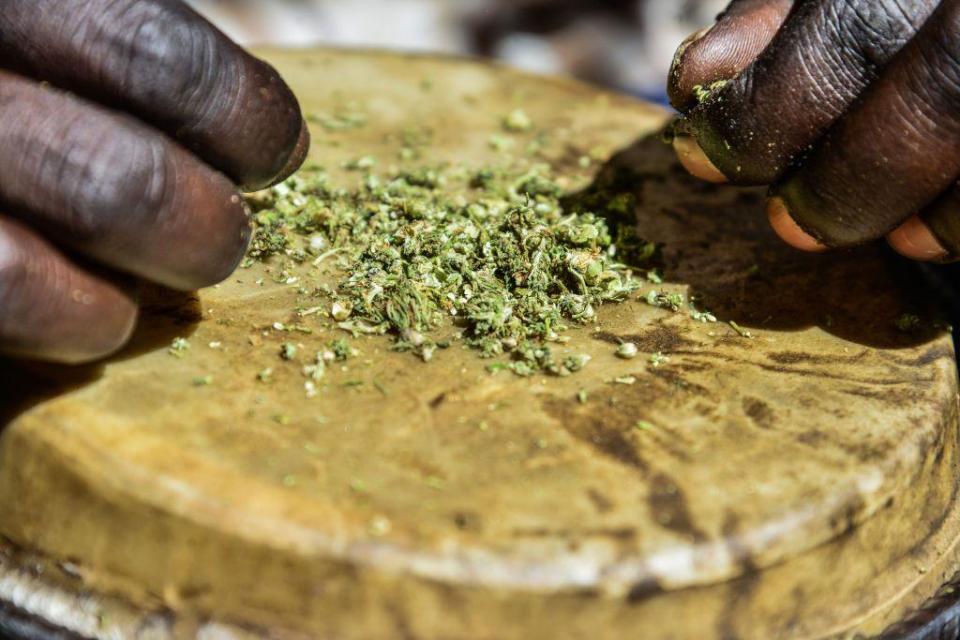 Un rasta deshojando marihuana