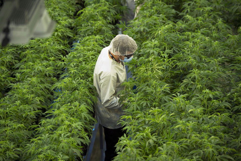 Staff work in a marijuana grow room at Canopy Growths Tweed facility in Smiths Falls, Ont., on Thursday, Aug. 23, 2018. Canopy Growth Corp. has named a veteran Constellation Brands executive as its new chief executive. THE CANADIAN PRESS/Sean Kilpatrick