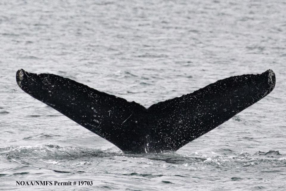 Tail of Twain, the humpback whale who conversed with scientists for 20 minutes.
