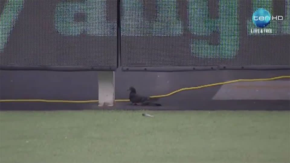The unlucky pigeon making its exit from the ground. Pic: Channel 10