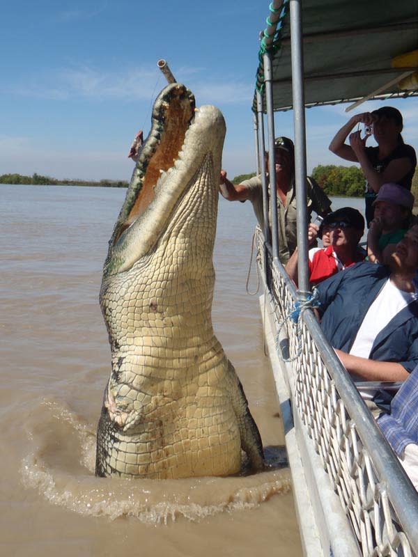 Giant crocodile