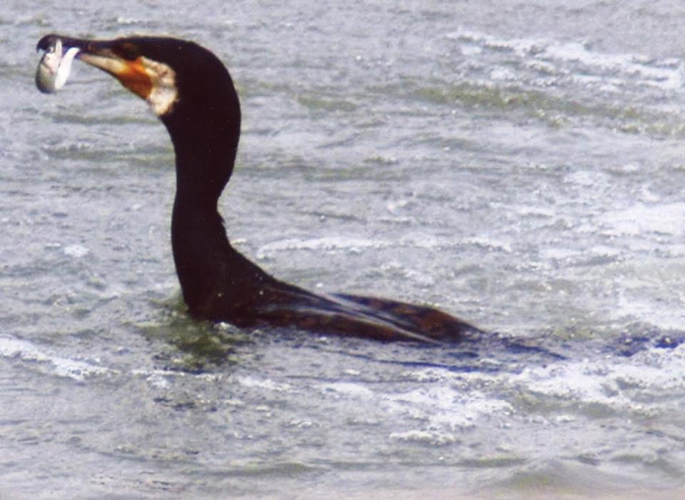 A file file photo provided by Jun-ichi Tsuboi, of the Japan Fisheries Research and Education Agency, shows a great cormorant with a fish in its bill near Kofu City, Yamanashi Prefecture, Japan. / Credit: Courtesy of Jun-ichi Tsuboi