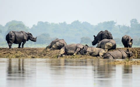 One-horned rhinos rest on a highland in the flood affected area of Kaziranga National Park in Assam - Credit: REUTERS/Anuwar Hazarika