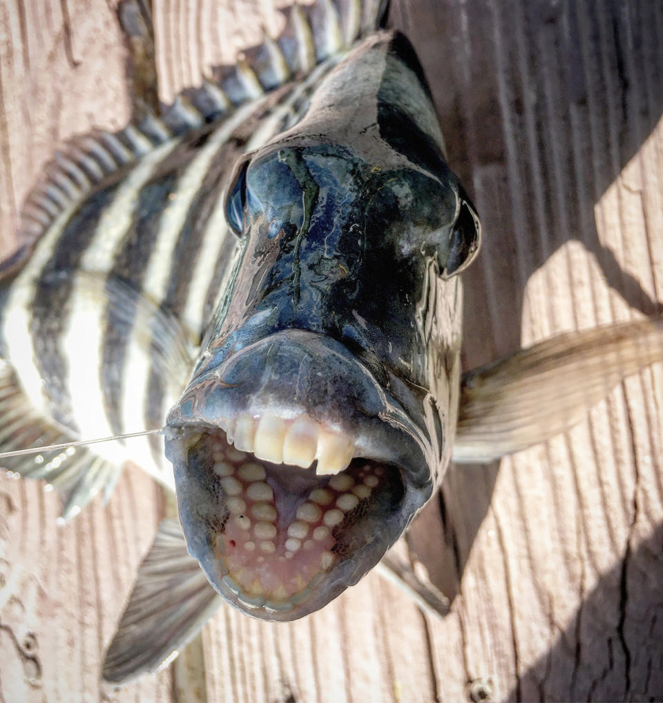 Sheepshead fish Teeth