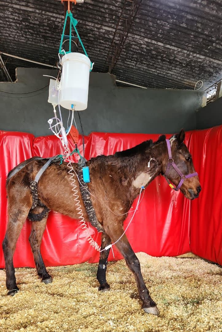 Los cuidados que le dieron en la ONG Caballos de Quilmes