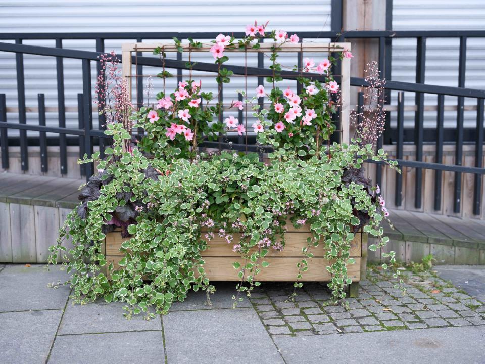 Planter full of ivy and flowers