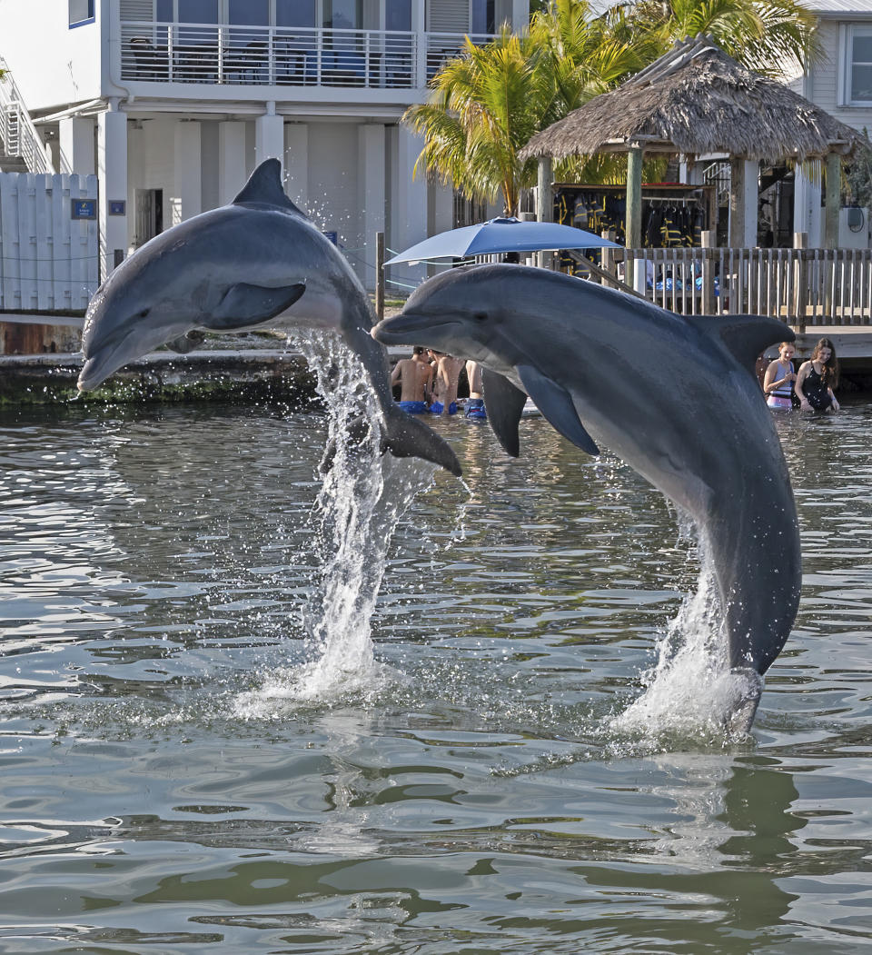 In this photo provided by the Florida Keys News Bureau, bottlenose dolphins Ranger, left, and Gypsi, right, leap out of the water at Dolphin Research Center Monday, March 27, 2023, in Marathon, Fla. Ranger, now three years old, was airlifted to the Florida Keys one year ago from Texas, after being discovered stranded in waters around Goose Island State Park suffering from a respiratory infection and dehydration. He was deemed too young to forage and survive in the wild, and the National Marine Fisheries Service selected DRC as his forever home. Ranger is thriving and socializing with other dolphins at the center. (Andy Newman/Florida Keys News Bureau via AP)
