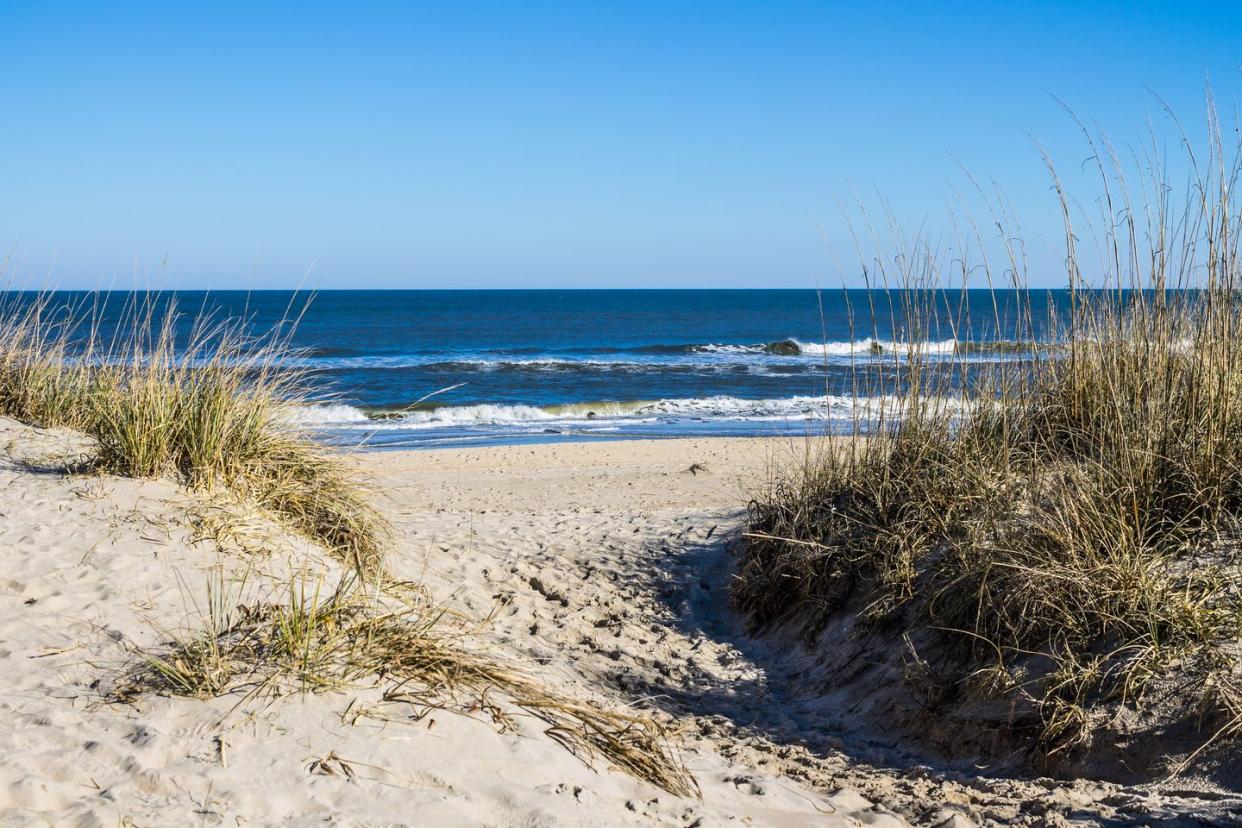 sandbridge beach in virginia beach, virginia with grass on dunes