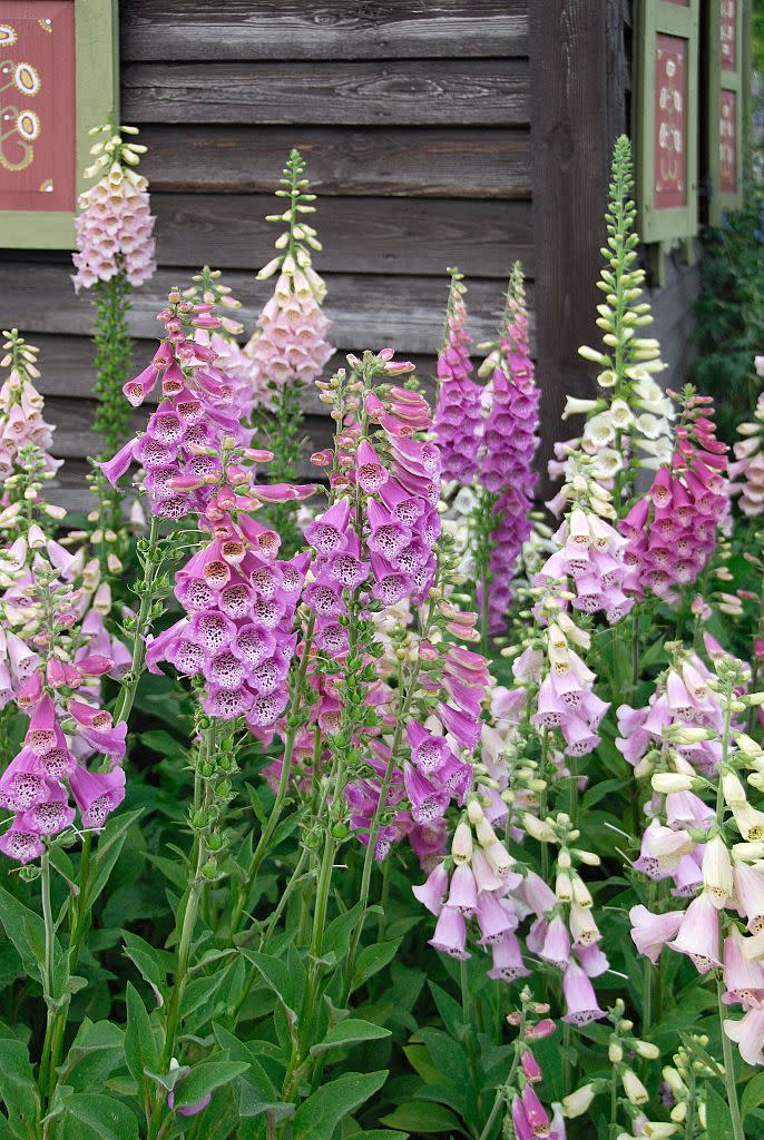 best plants for shade digitalis purpurea veranda