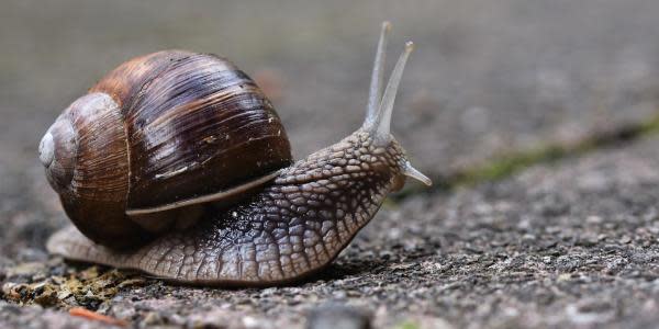 Estados Unidos impone cuarentena por presencia de caracol que puede causar meningitis 