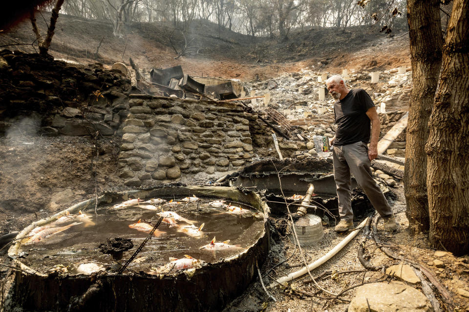 Bob, who declined to give a last name, examines tanks holding multiple koi fish at his Vacaville, Calif., home on Friday, Aug. 21, 2020. The residence burned as the LNU Lightning Complex fires ripped through the area Tuesday night killing the fish but sparing his nine cats. (AP Photo/Noah Berger)