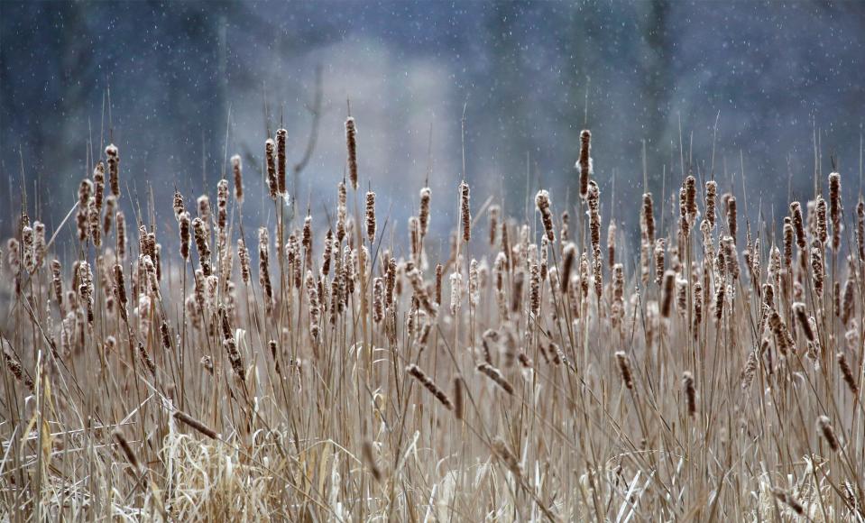 Cattails reach skyward as rain drizzles down at the Ellwood H. May Environmental Park, Wednesday, March 30, 2022, in Sheboygan, Wis.