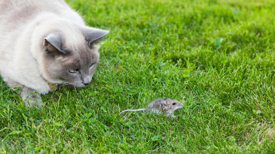 Grey cat staring at mouse from behind