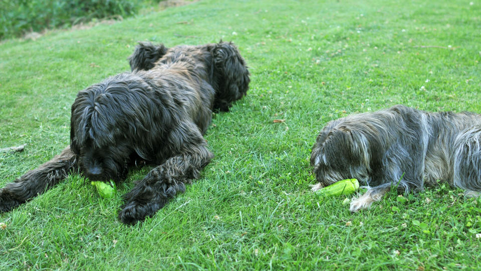 Two dogs eating cucumber