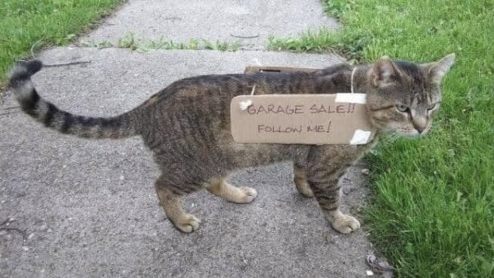 A tabby cat on the pavement with a handwritten sign hanging off them "Garage sale!! Follow me!"