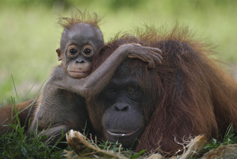 A baby orangutan clings onto its mother in Tanjung Hanau, Central Kalimantan, Indonesia. The rapid expansion of palm oil production in the country destroys the orangutans' habitat. (Photo: AP Photo/Dita Alangkara)