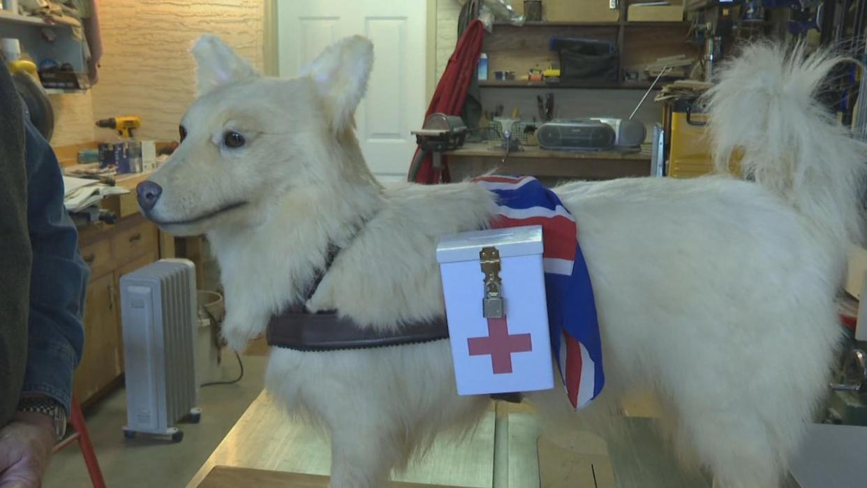 After Muggins died, the dog's remains were preserved through taxidermy and put on display at the B.C. Legislative Assembly. Around 1955, the mount disappeared from public view — until late 2023. (CHEK News - image credit)