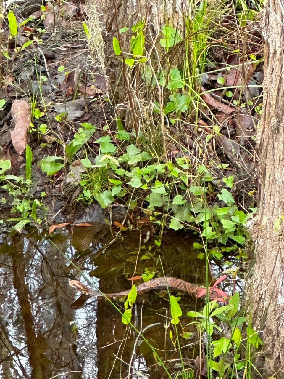 John Helm spotted this northern cottonmouth snake while walking his dog at Hampton Lake in Bluffton. John Helm