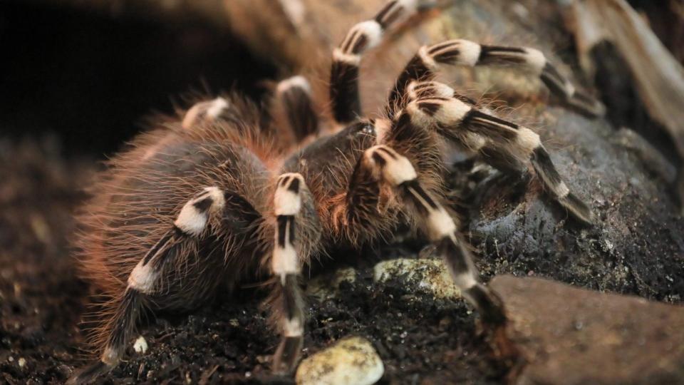 Mandatory Credit: Photo by Pawel Supernak/EPA-EFE/Shutterstock (11789854f)a Brazilian whiteknee tarantula (Acanthoscurria geniculata) is displayed at the exhibition of spiders and scorpions from all inhabited continents at the Palace of Culture and Science in Warsaw, Poland, 07 March 2021.