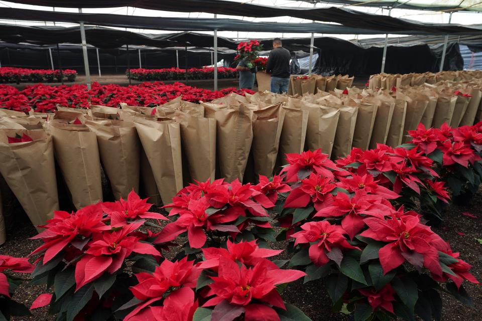 Producers prepare potted poinsettias for sale in the San Luis Tlaxialtemalco district of Mexico City, Thursday, Dec. 14, 2023. The universal Christmas icon is native to Mexico where the poinsettia is commonly known as "la flor de Nochebuena" or Christmas Eve Flower and by some as "cuetlaxochitl", as it is called in Nahuatl. (AP Photo/Marco Ugarte) ORG XMIT: OTKMXMU109