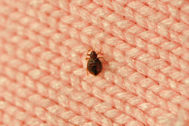 <p>Getty</p> A stock image of a bed bug