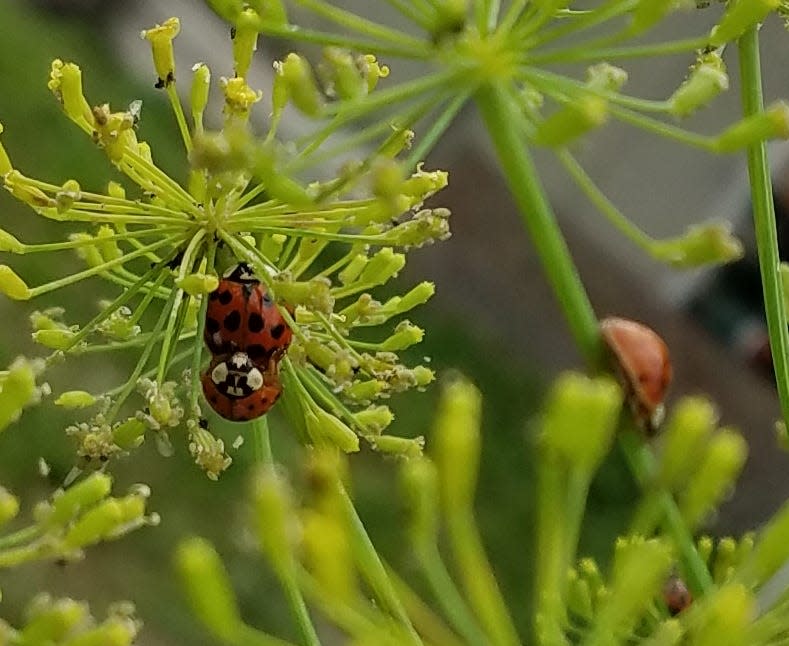 Adding the right plants to your landscape can attract beneficial insects such as lady bugs.