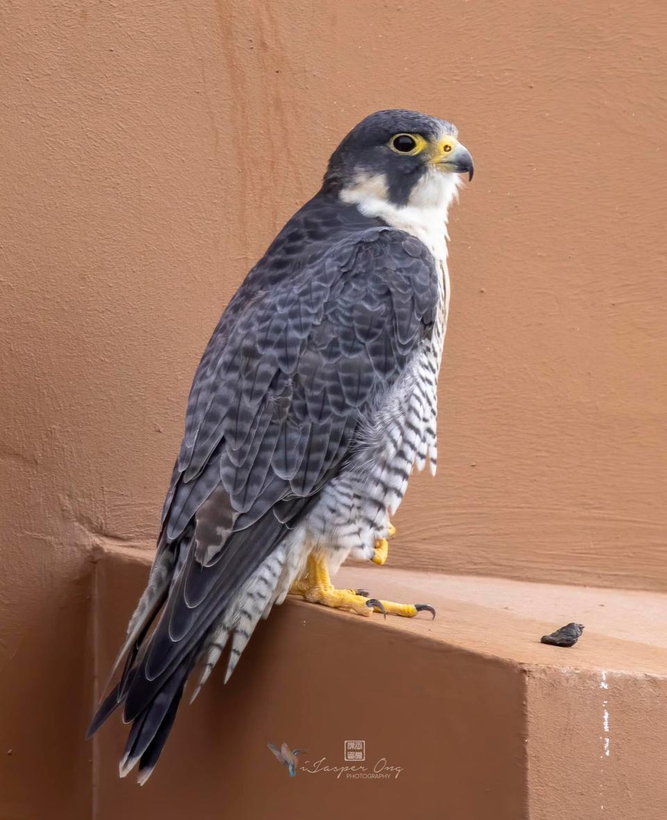 A peregrine falcon was seen in Sengkang, Singapore around Anchorvale Lane, Block 535 in late December 2021. (Photo: Jasper Ong)
